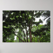 Magnolia Tree im Sommer Poster (Vorne)