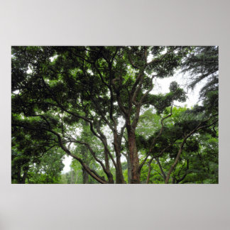 Magnolia Tree im Sommer Poster