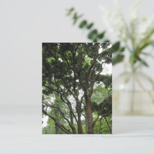 Magnolia Tree im Sommer Postkarte (Stehend Vorderseite)