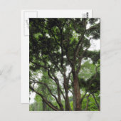 Magnolia Tree im Sommer Postkarte (Vorne/Hinten)