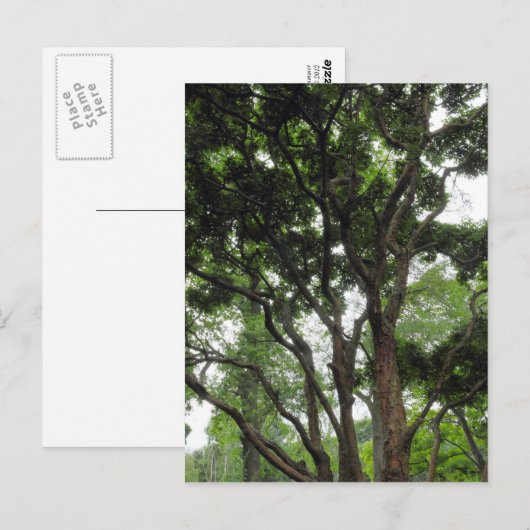 Magnolia Tree im Sommer Postkarte (Vorne/Hinten)