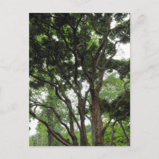Magnolia Tree im Sommer Postkarte