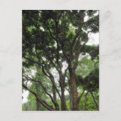 Magnolia Tree im Sommer Postkarte (Vorderseite)