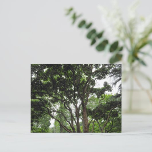 Magnolia Tree im Sommer Postkarte (Stehend Vorderseite)