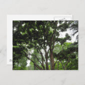 Magnolia Tree im Sommer Postkarte (Vorne/Hinten)