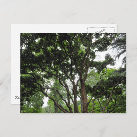 Magnolia Tree im Sommer Postkarte (Vorne/Hinten)