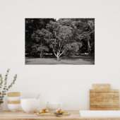 Magnolia Tree im Sommer - Warmes Ton BW Poster (Küche)