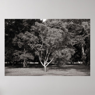 Magnolia Tree im Sommer - Warmes Ton BW Poster