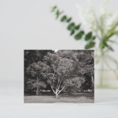 Magnolia Tree im Sommer - Warmes Ton BW Postkarte (Stehend Vorderseite)