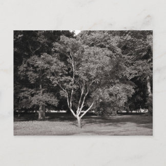 Magnolia Tree im Sommer - Warmes Ton BW Postkarte
