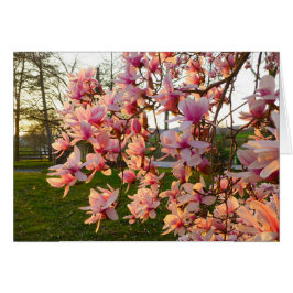 Magnolia Tree im Vollblut bei Sonnenuntergang