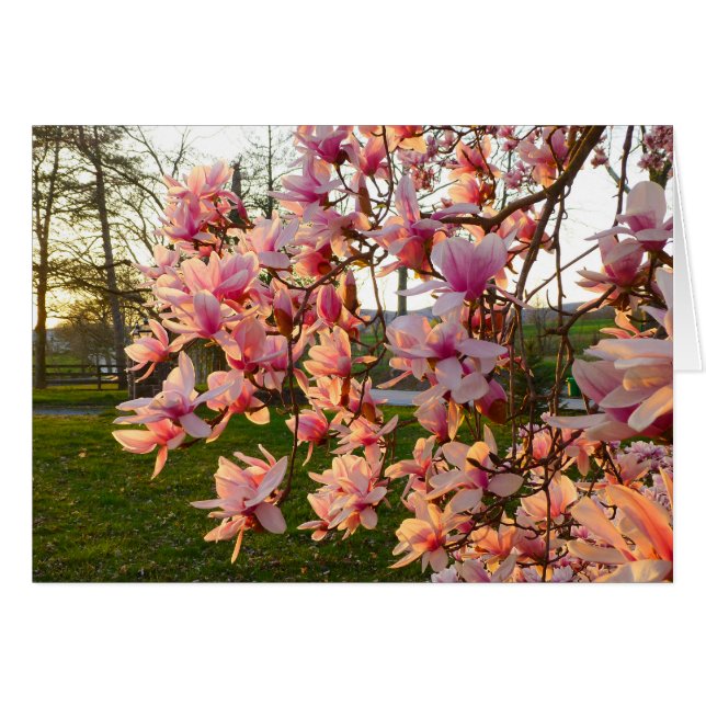 Magnolia Tree im Vollblut bei Sonnenuntergang (Vorderseite (Horizontal))