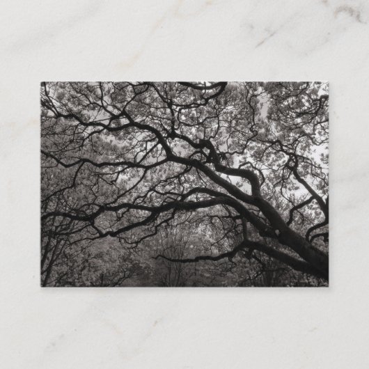 Magnolia Tree in Blossom 01 Visitenkarte (Vorderseite)