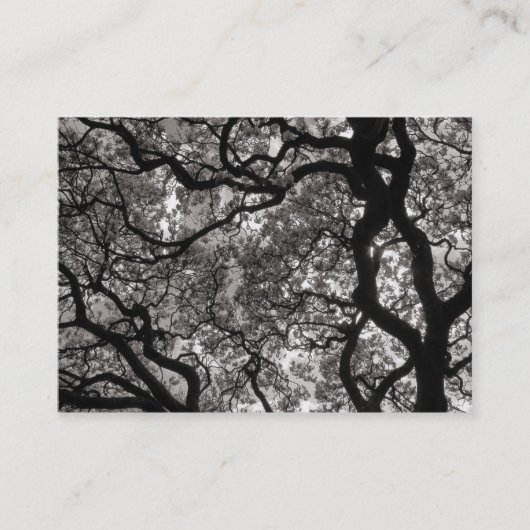 Magnolia Tree in Blossom 02 Visitenkarte (Vorderseite)