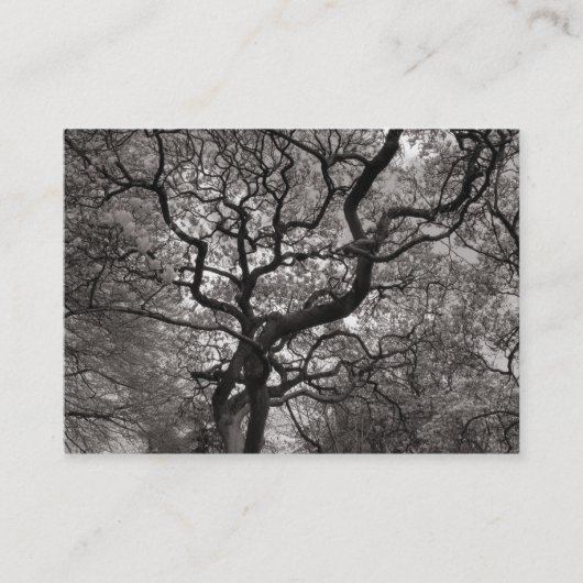 Magnolia Tree in Blossom 03 Visitenkarte (Vorderseite)