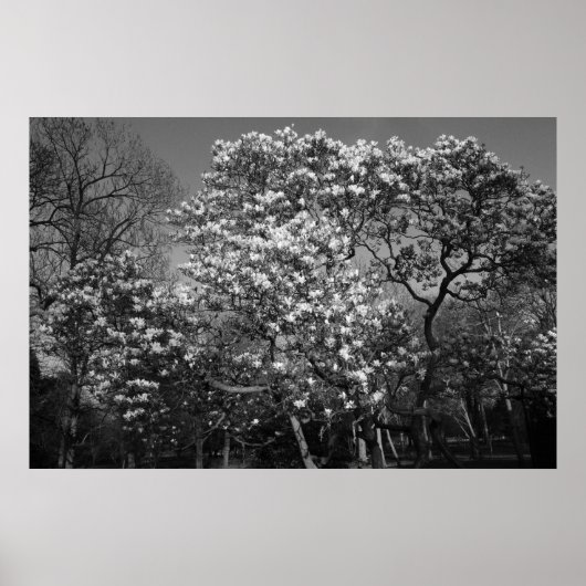 Magnolia Tree in Blossom (B&W) Poster (Vorne)