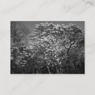 Magnolia Tree in Blossom (B&W) Visitenkarte