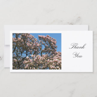 Magnolia Tree in Blossom - Danke