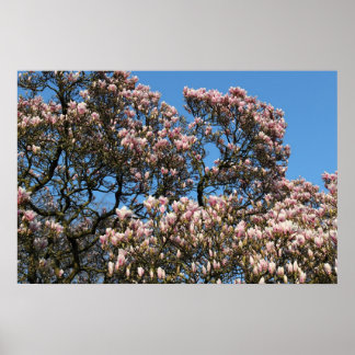 Magnolia Tree in Blossom Poster