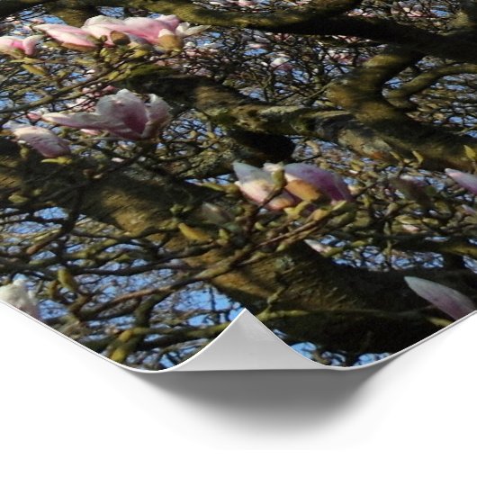 Magnolia Tree in Blossom Poster (Ecke)