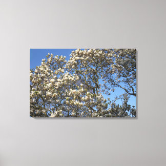 Magnolia Tree Leinwanddruck