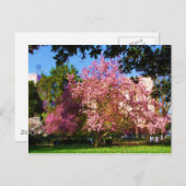 Magnolia Tree Postcard Postkarte (Vorne/Hinten)
