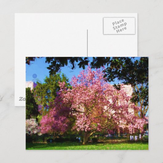 Magnolia Tree Postcard Postkarte (Vorne/Hinten)