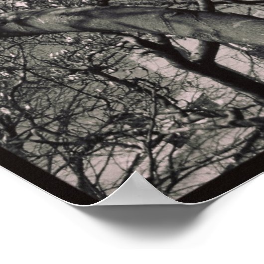 Magnolia Tree Poster (Ecke)