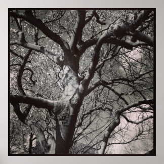 Magnolia Tree Poster