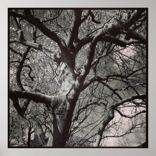 Magnolia Tree Poster (Vorne)
