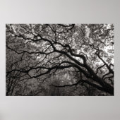 Magnolia Trees in Blossom 01 Poster (Vorne)