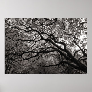 Magnolia Trees in Blossom 01 Poster
