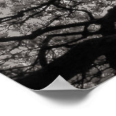 Magnolia Trees in Blossom 02 Poster (Ecke)