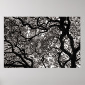Magnolia Trees in Blossom 02 Poster (Vorne)