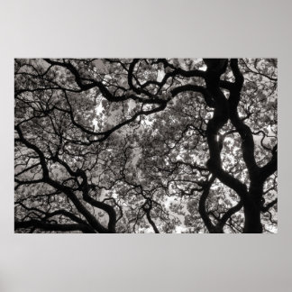 Magnolia Trees in Blossom 02 Poster