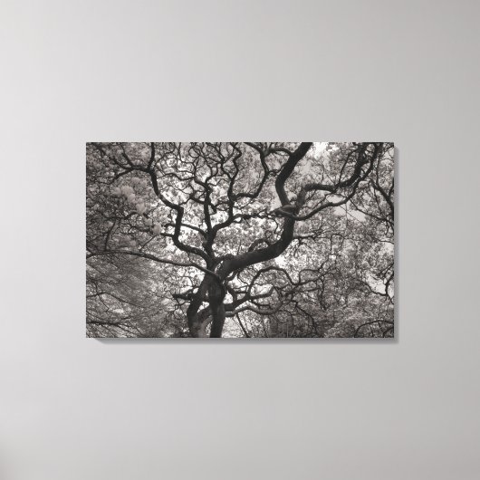 Magnolia Trees in Blossom 03 Leinwanddruck (Vorderseite)