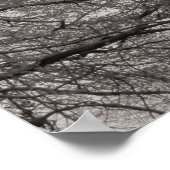 Magnolia Trees in Blossom 03 Poster (Ecke)