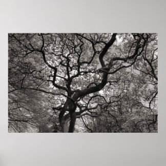 Magnolia Trees in Blossom 03 Poster
