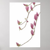 Magnolia Vine Poster (Vorne)