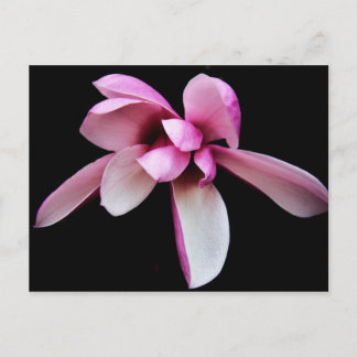 "magnolia" von Coressel Productions Postkarte