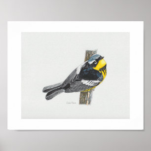 Magnolia Warbler Art Print Poster