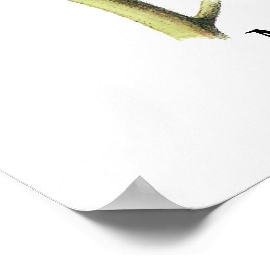 Magnolia Warbler, John Audubon Poster (Ecke)