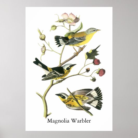 Magnolia Warbler, John Audubon Poster (Vorne)