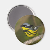 Magnolia Warbler Magnet (Vorderseite/Rückseite)