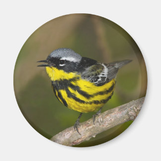 Magnolia Warbler Magnet