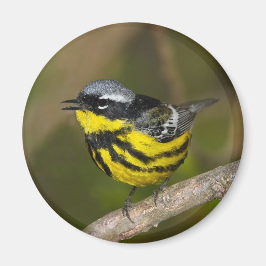 Magnolia Warbler Magnet (Vorne)