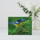 Magnolia Warbler Post Card Postkarte (Stehend Vorderseite)