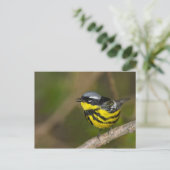 Magnolia Warbler Postkarte (Stehend Vorderseite)