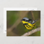 Magnolia Warbler Postkarte (Vorne/Hinten)