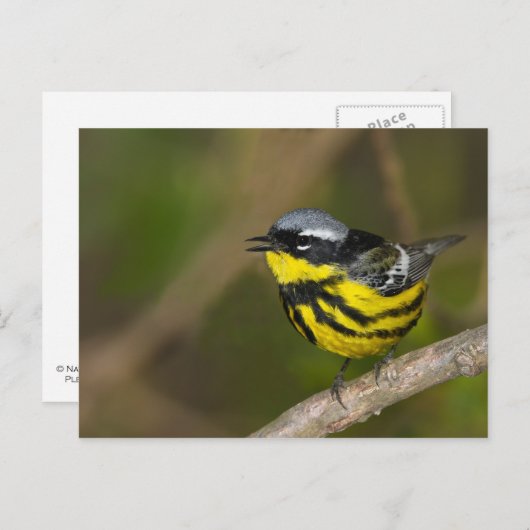 Magnolia Warbler Postkarte (Vorne/Hinten)